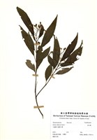 藏品(金石榴)的圖片
